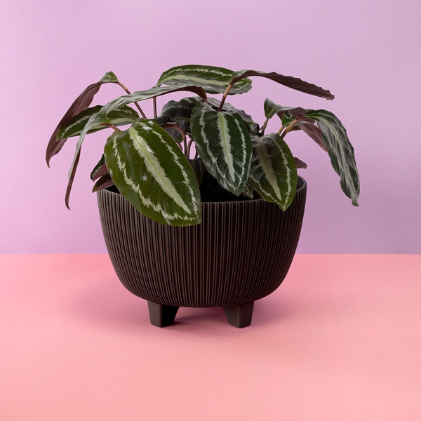 Саксия Виола с крачета Ф28  10597