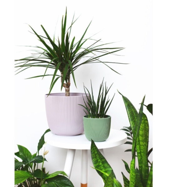 Саксия Виола Ф10  10586