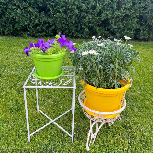 Саксия Далия Ф25  10711