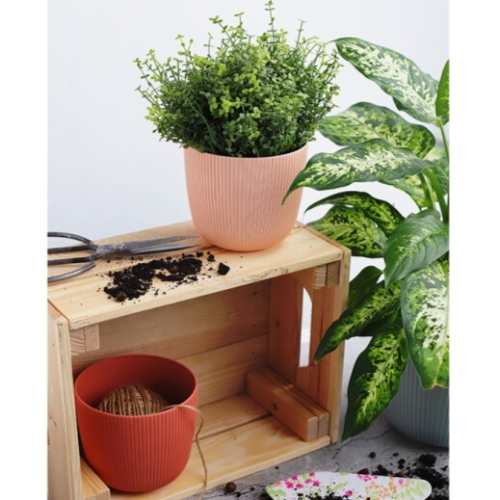 Саксия Виола Ф15  10588