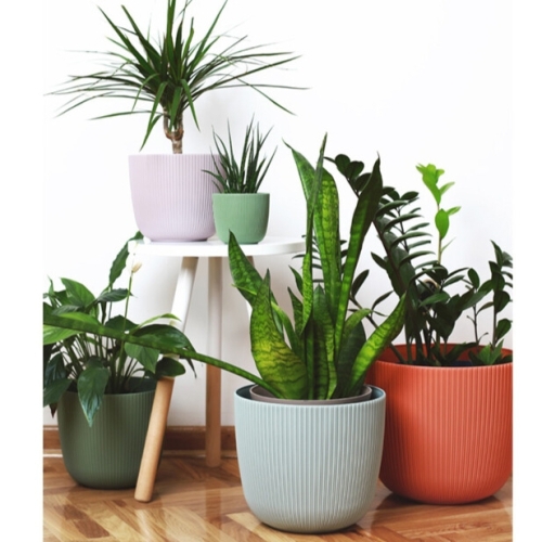 Саксия Виола Ф25  10591