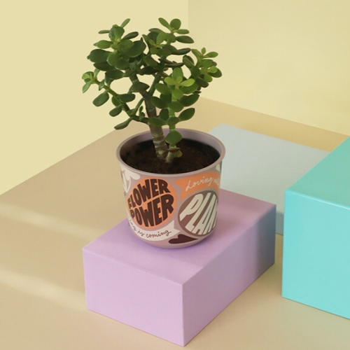 Саксия Aртина Ф12 см 10592